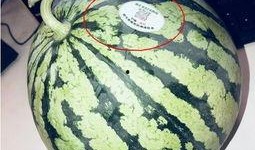 吃网红瓜违法吗